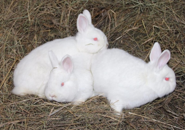 Кролики новозеландские белые — чем прославились альбиносы и сложно ли их разводить